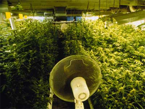 Ventilation Fans for Grow Rooms